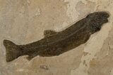 Multiple Fossil Fish (Notogoneus & Diplomystus) - Wall Mount #300613-2